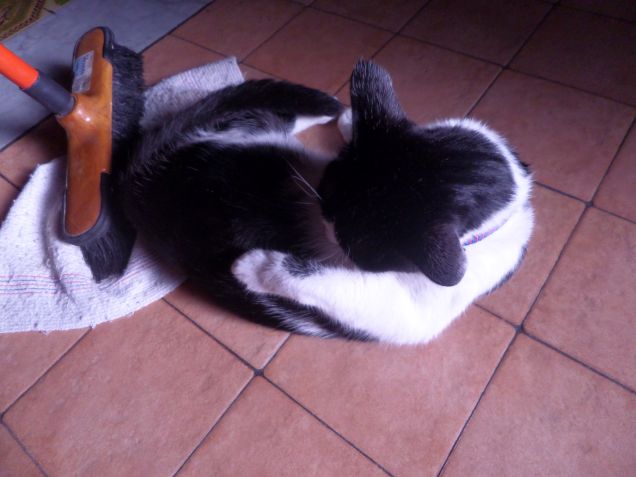 la padrona degli stracci 2