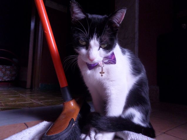 la padrona degli stracci 4