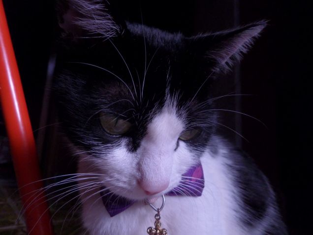 la padrona degli stracci 7