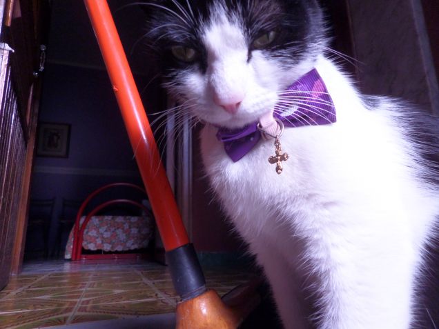 la padrona degli stracci 8