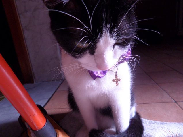 la padrona degli stracci 10