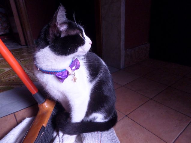 la padrona degli stracci 11