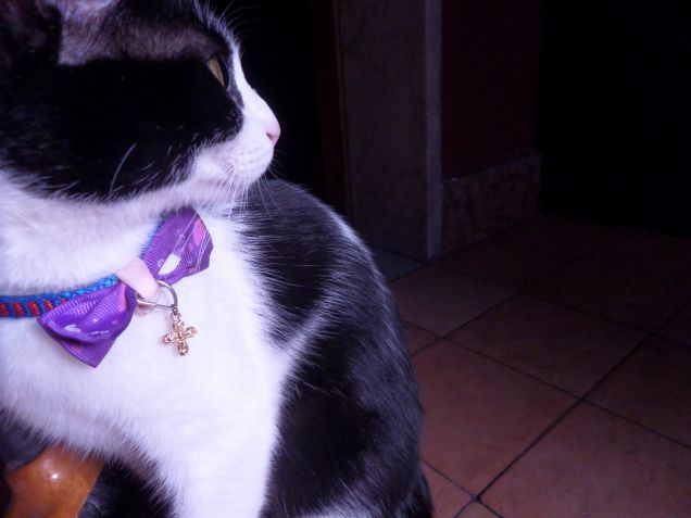 la padrona degli stracci 12