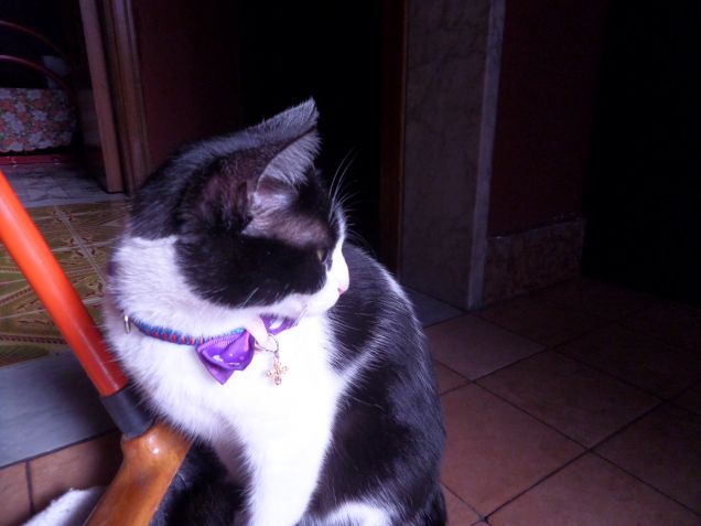 la padrona degli stracci 13