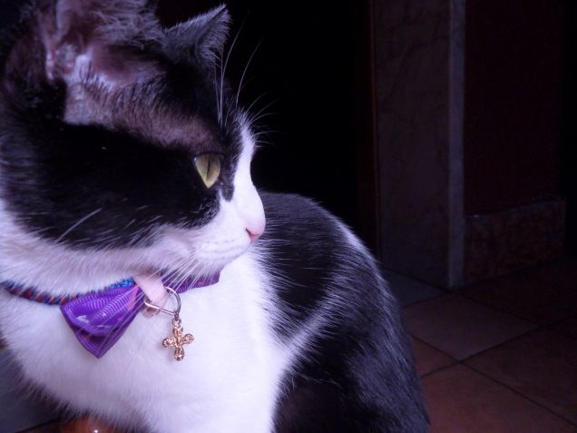 la padrona degli stracci 14