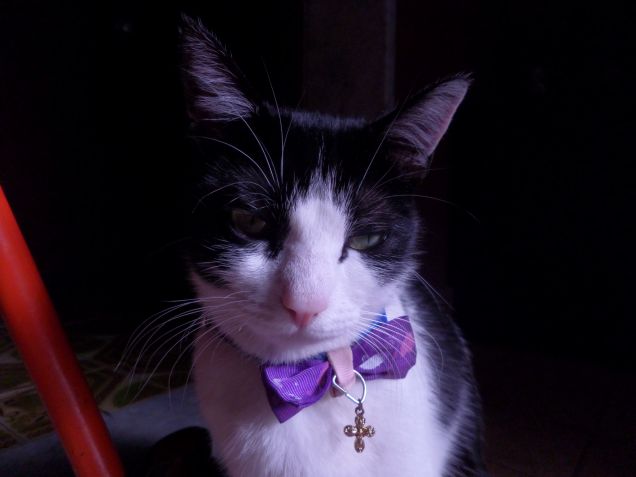 la padrona degli stracci 15