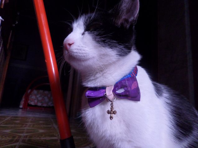 la padrona degli stracci 16