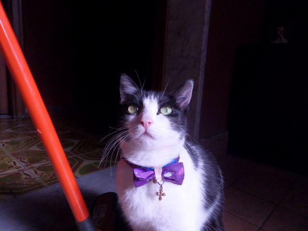 la padrona degli stracci 17