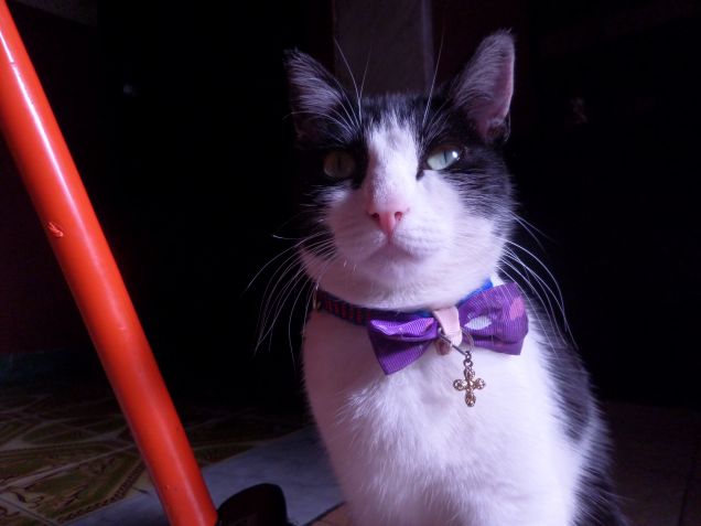 la padrona degli stracci 18