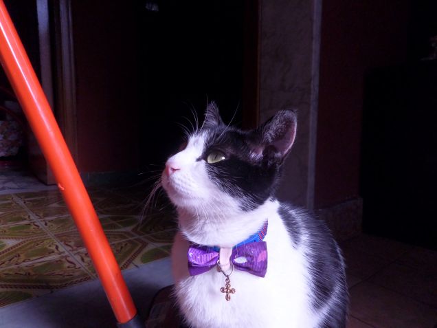 la padrona degli stracci 20