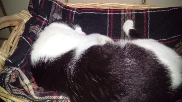 Mi sento perseguitata 1