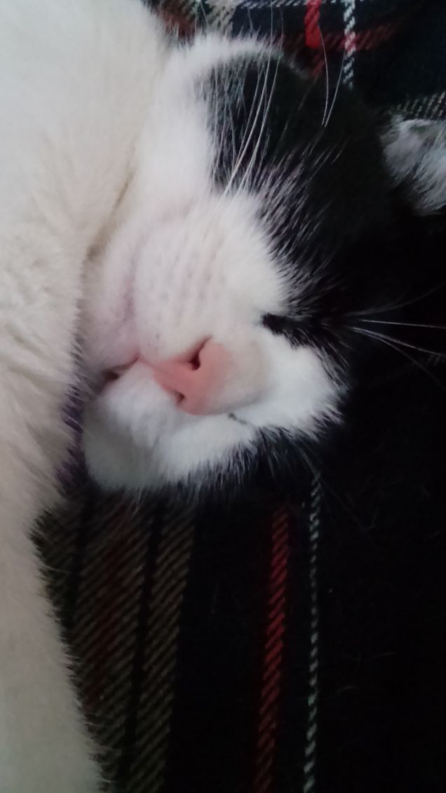 Mi sento perseguitata 3