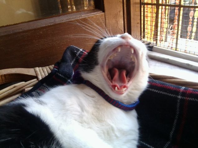 Mi sento perseguitata 4