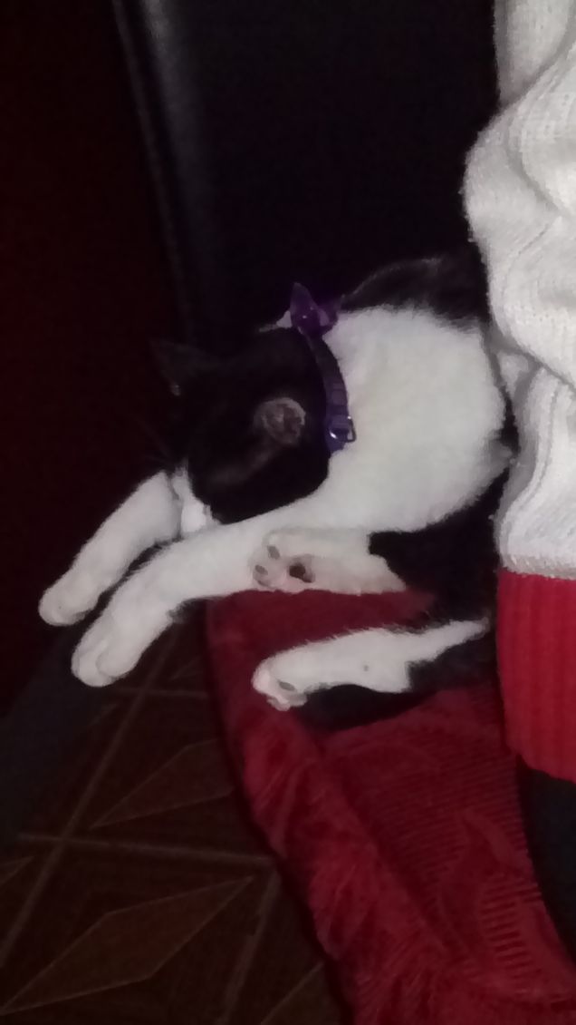 Mi sento perseguitata 5