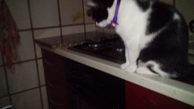 Mi sento perseguitata 6