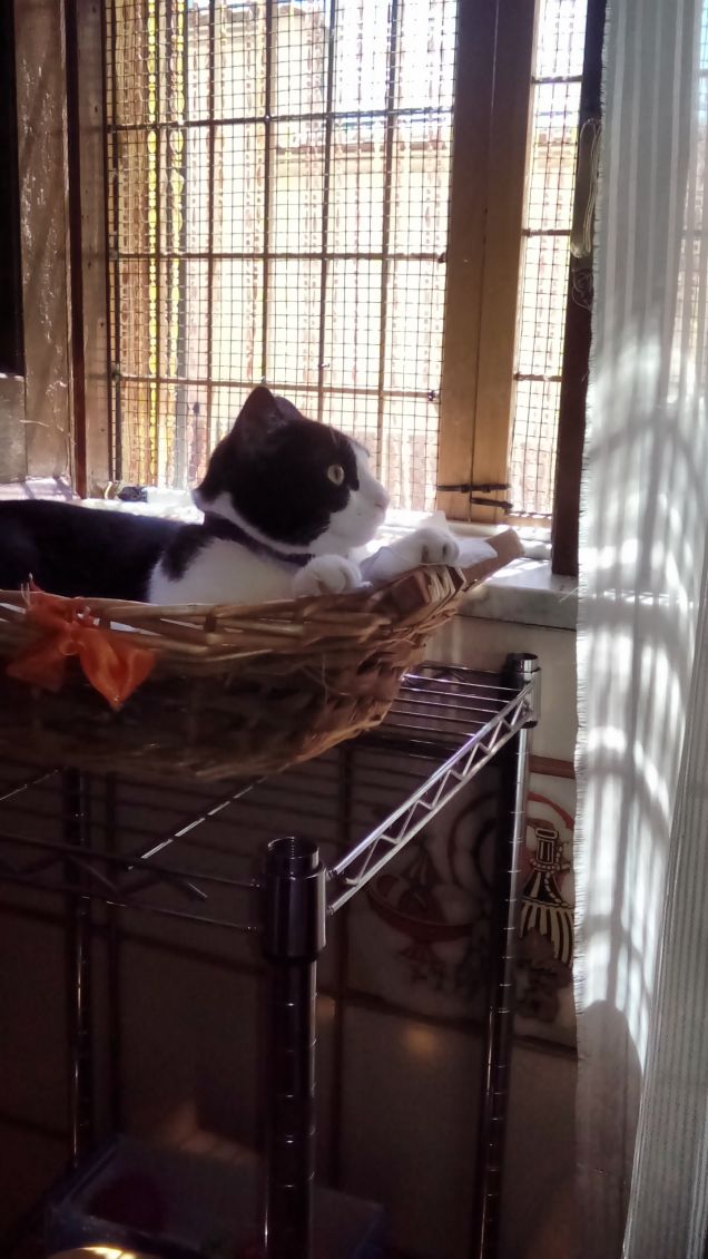 Mi sento perseguitata 14