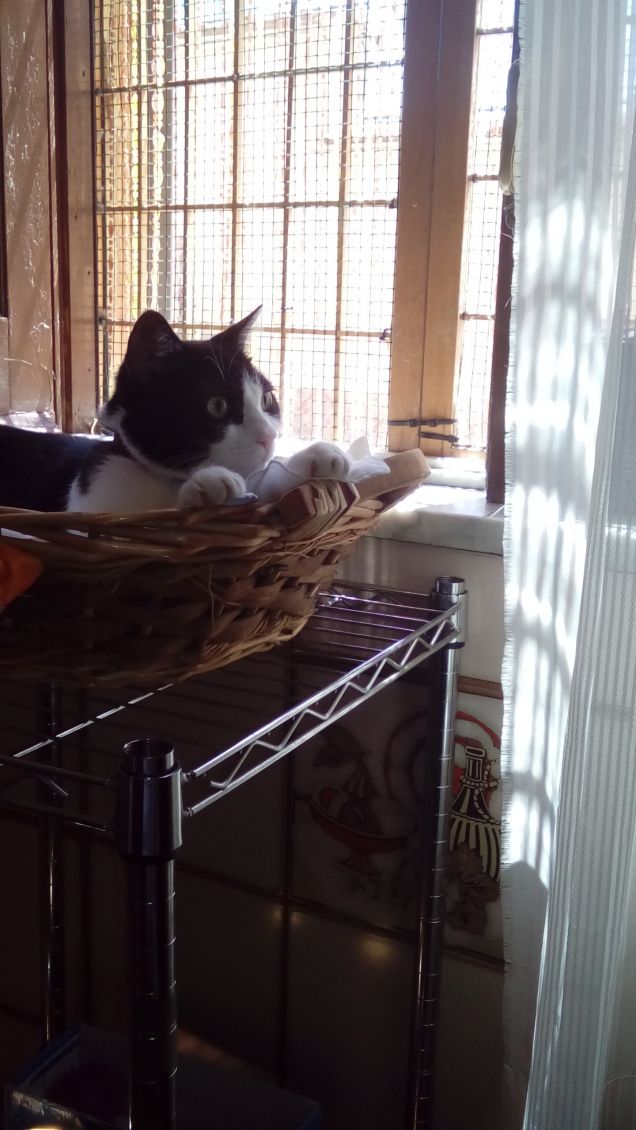 Mi sento perseguitata 15