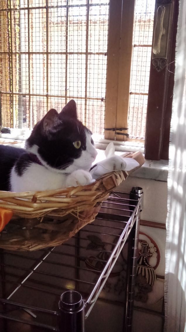 Mi sento perseguitata 16