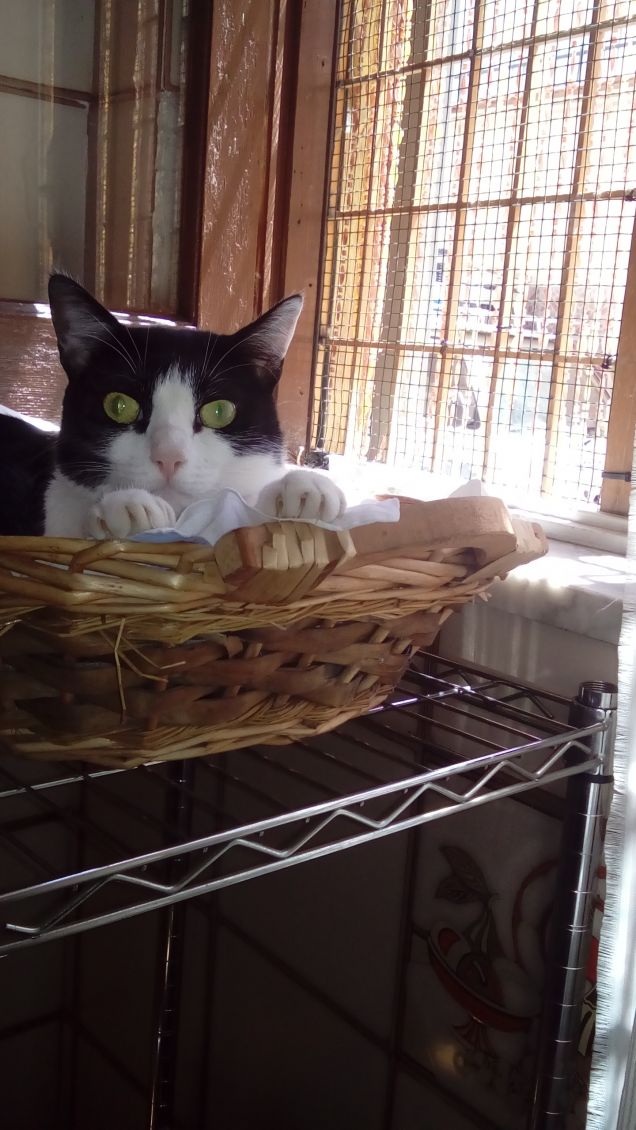 Mi sento perseguitata 17