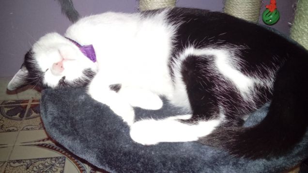 Mi sento perseguitata 19