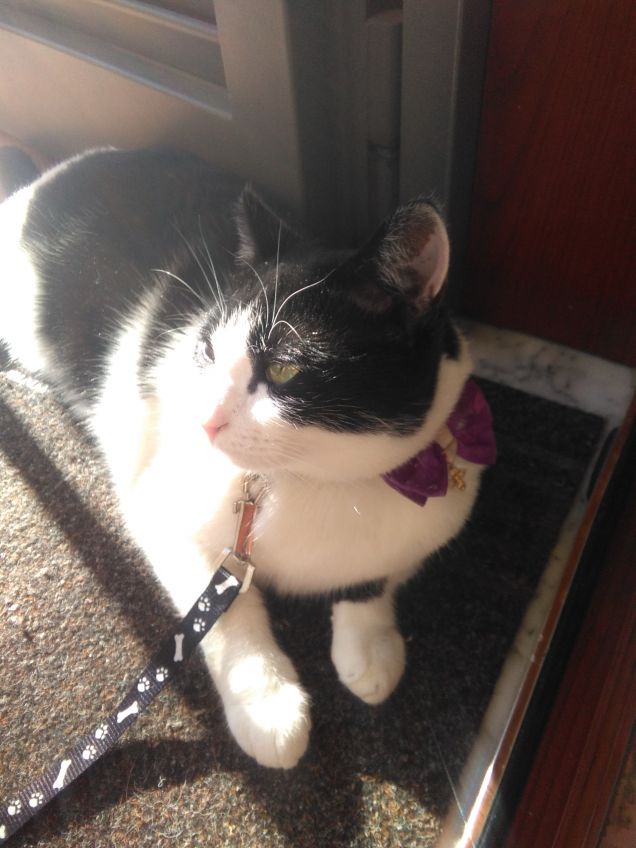 Dove c'è un angelo peloso, c'è sole anche quando fuori piove 1