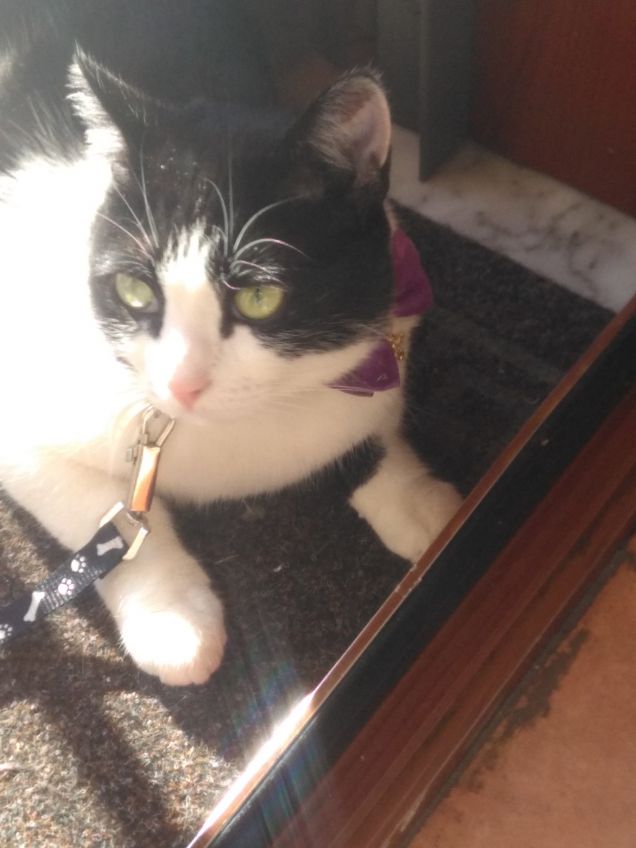 Dove c'è un angelo peloso, c'è sole anche quando fuori piove 3