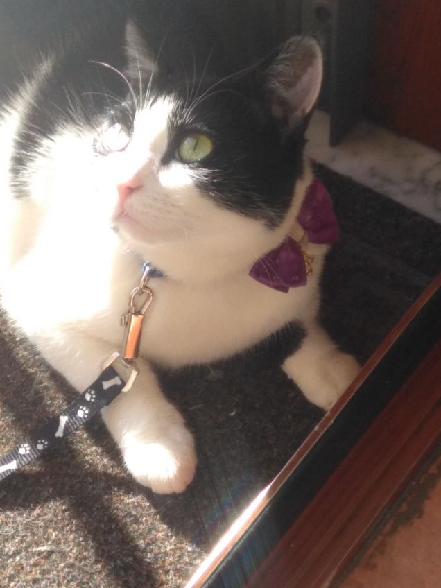 Dove c'è un angelo peloso, c'è sole anche quando fuori piove 4