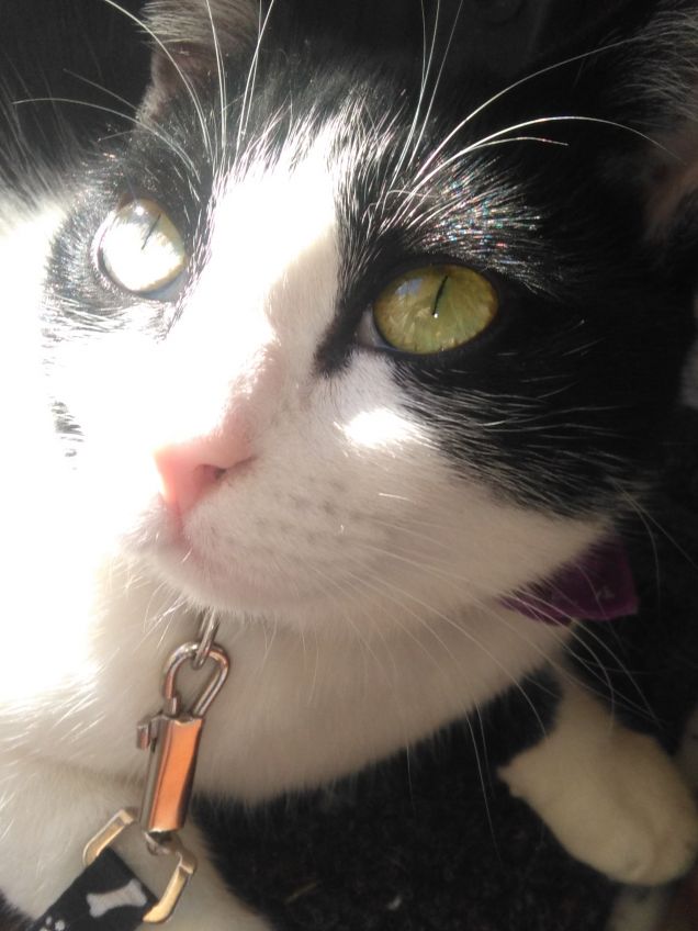 Dove c'è un angelo peloso, c'è sole anche quando fuori piove 5