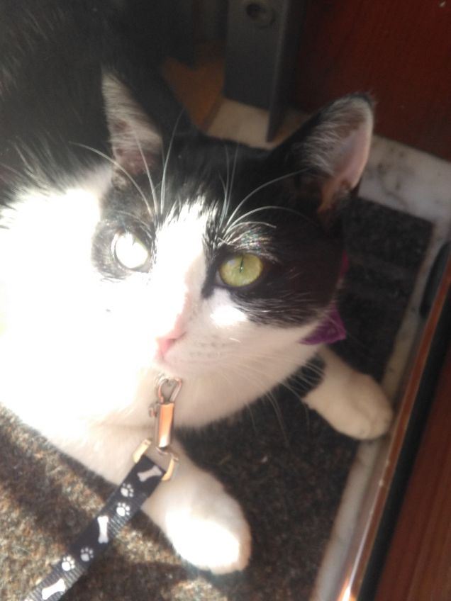 Dove c'è un angelo peloso, c'è sole anche quando fuori piove 6