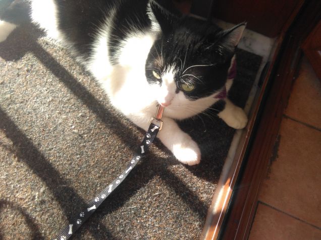 Dove c'è un angelo peloso, c'è sole anche quando fuori piove 7