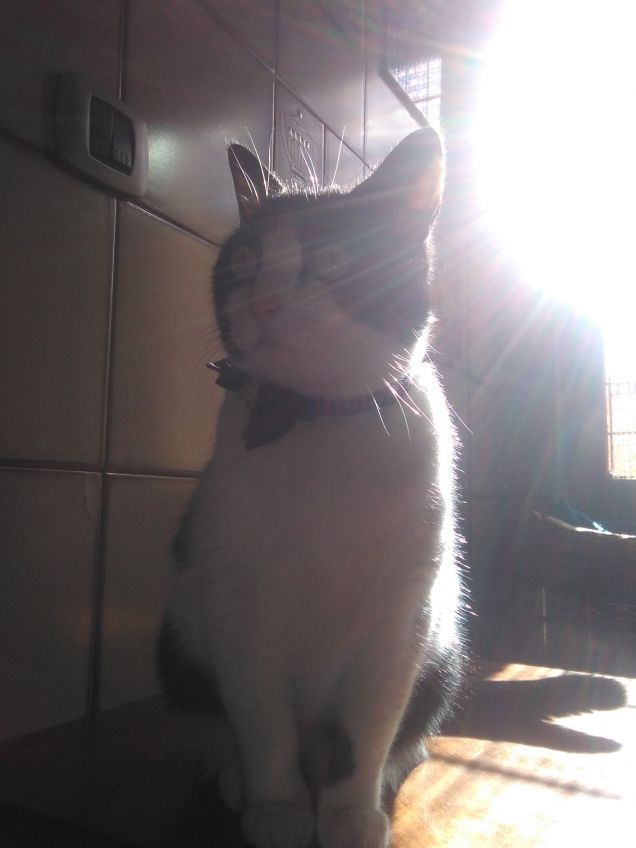 Dove c'è un angelo peloso, c'è sole anche quando fuori piove 8