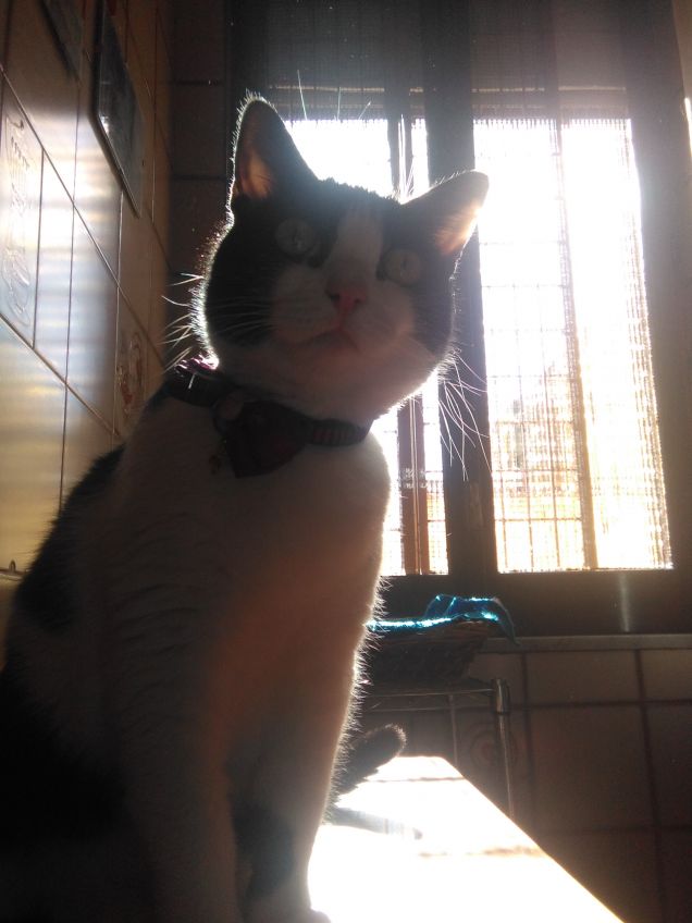 Dove c'è un angelo peloso, c'è sole anche quando fuori piove 9