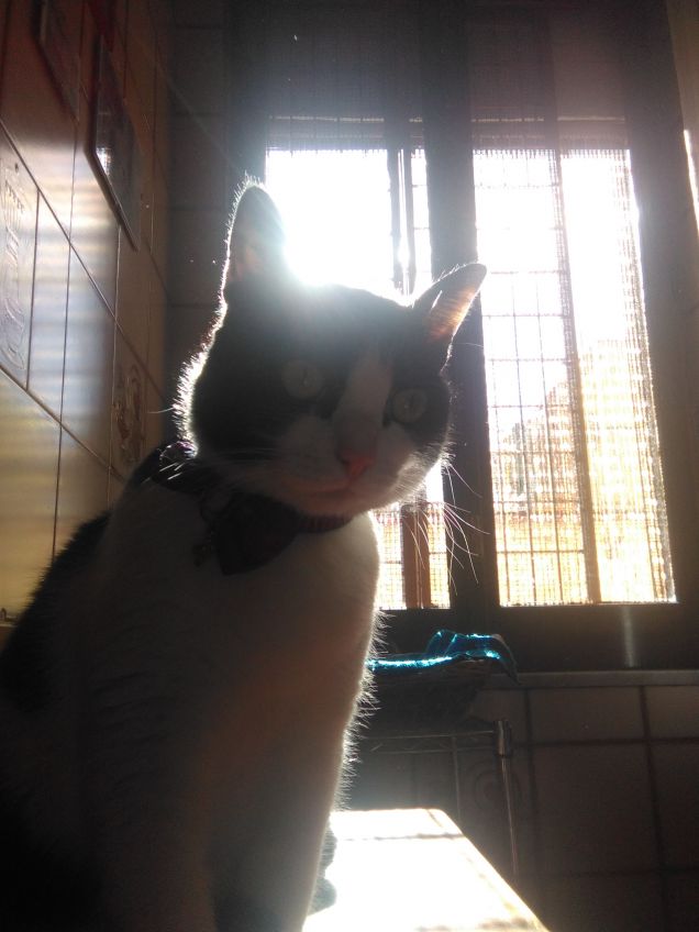 Dove c'è un angelo peloso, c'è sole anche quando fuori piove 10