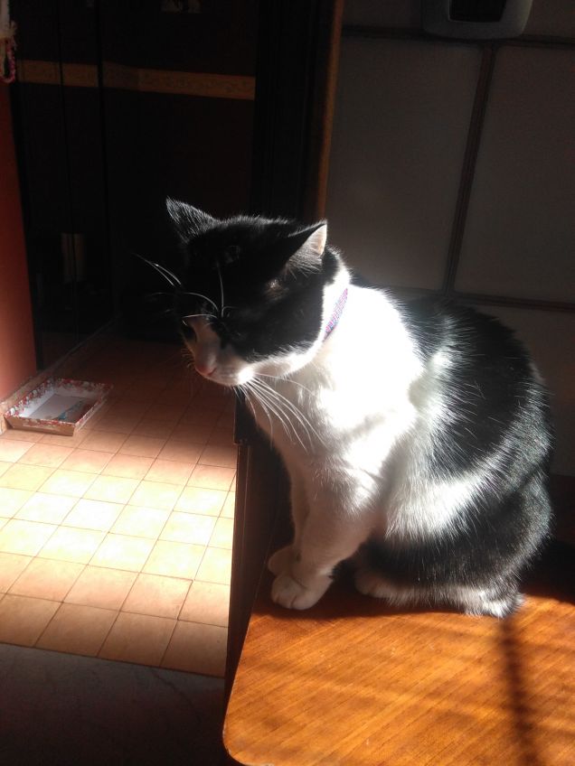 Dove c'è un angelo peloso, c'è sole anche quando fuori piove 11