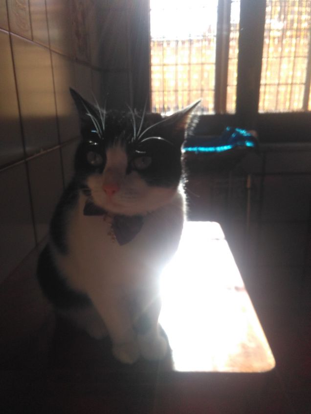 Dove c'è un angelo peloso, c'è sole anche quando fuori piove 12