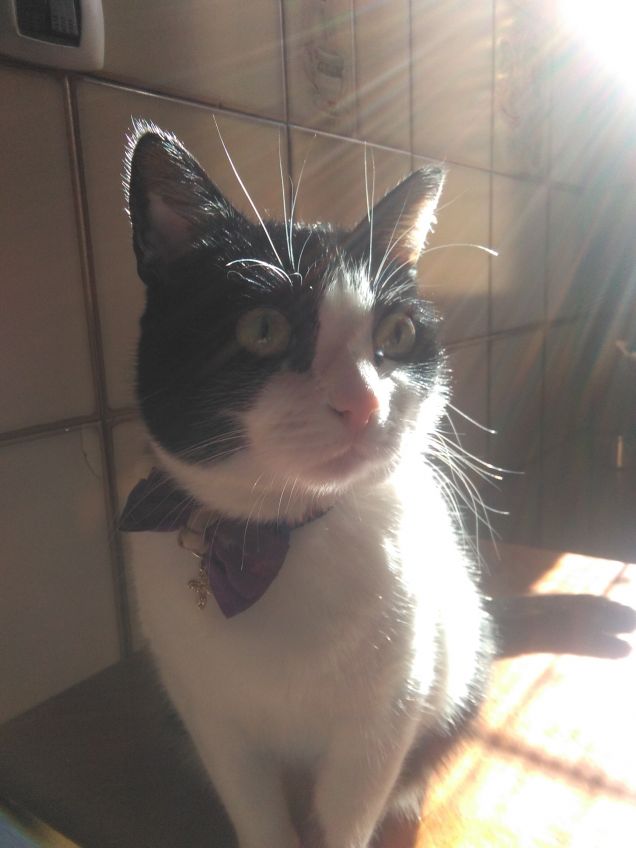 Dove c'è un angelo peloso, c'è sole anche quando fuori piove 13