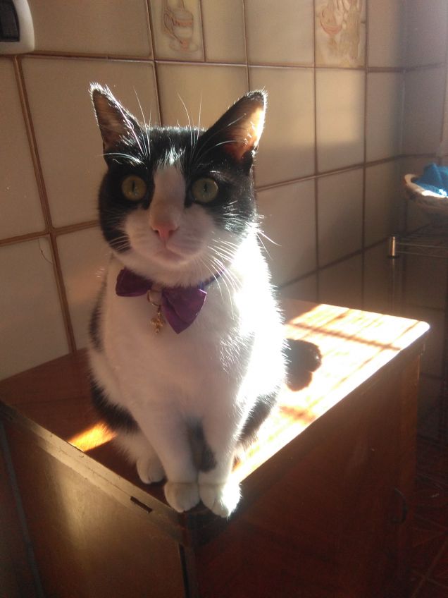 Dove c'è un angelo peloso, c'è sole anche quando fuori piove 14