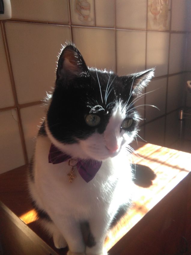 Dove c'è un angelo peloso, c'è sole anche quando fuori piove 16