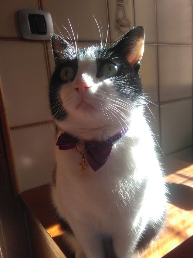 Dove c'è un angelo peloso, c'è sole anche quando fuori piove 17