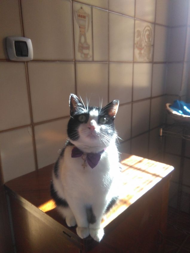 Dove c'è un angelo peloso, c'è sole anche quando fuori piove 18