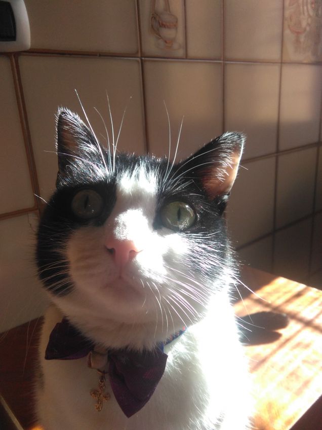 Dove c'è un angelo peloso, c'è sole anche quando fuori piove 19