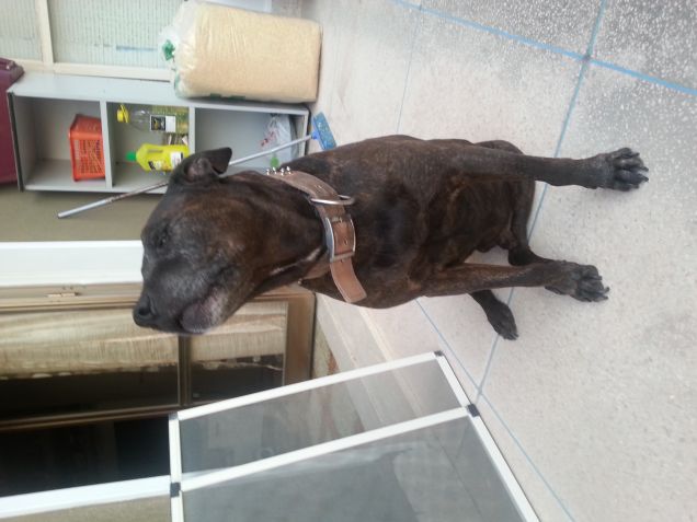 Il mio Guardiano del palazzo !!!!