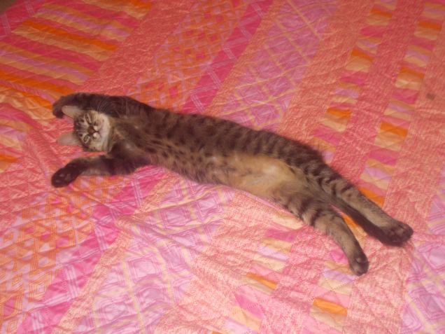 Un pelusche? No, Mandarina!