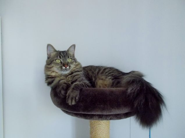 Tra poco dovrò cambiare tiragraffi....non ci stai più :-)