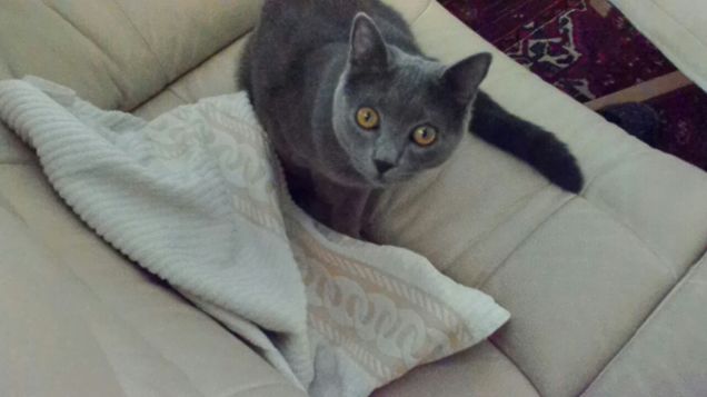 Non sono stato io!!!!