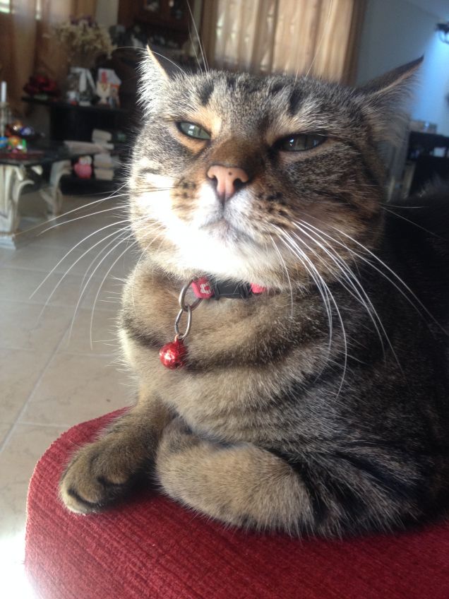 che musino dispettoso