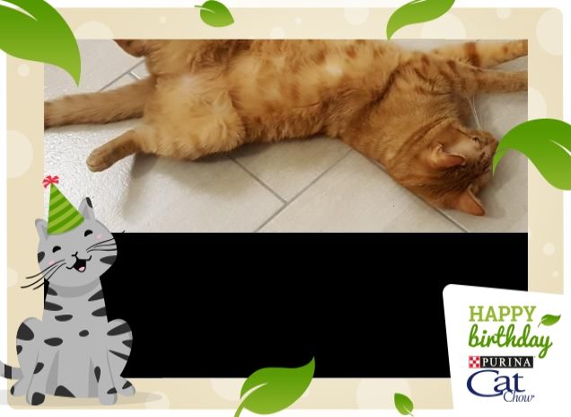 DOLCE CUCCIOLO FESTEGGIA 