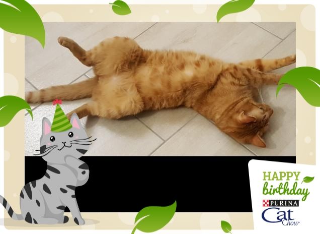 DOLCE CUCCIOLO FESTEGGIA 