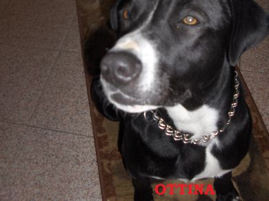 ottina