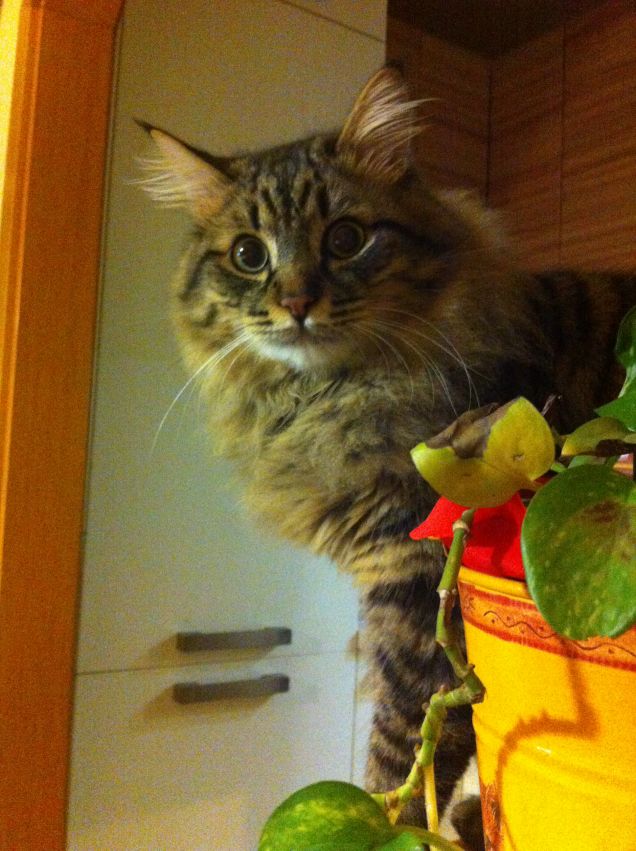 Ti Controllo anche da quassù